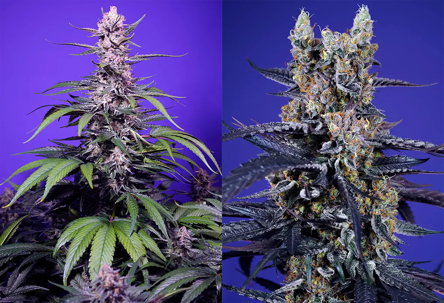 Delicious & Resinous Mix feminizada de Sweet Seeds