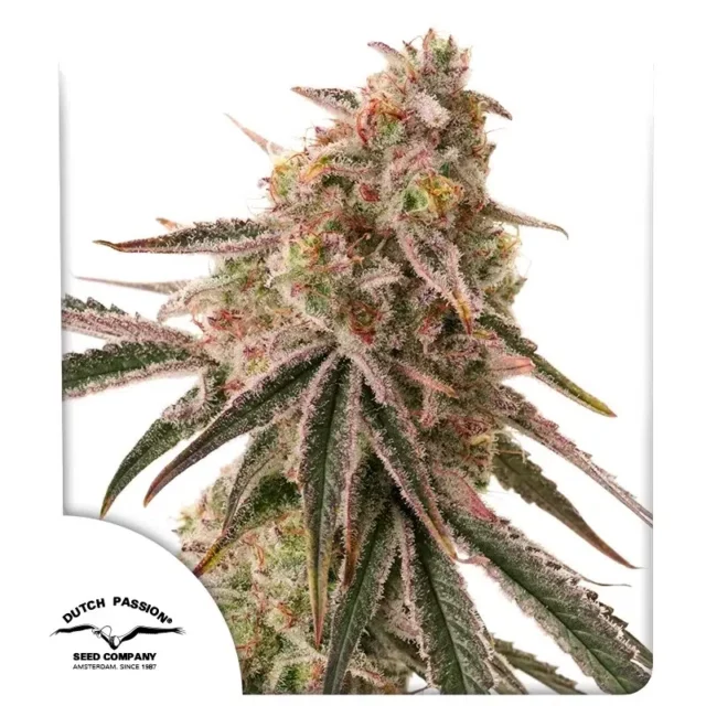 Frozen Biscotti feminizada de Dutch Passion