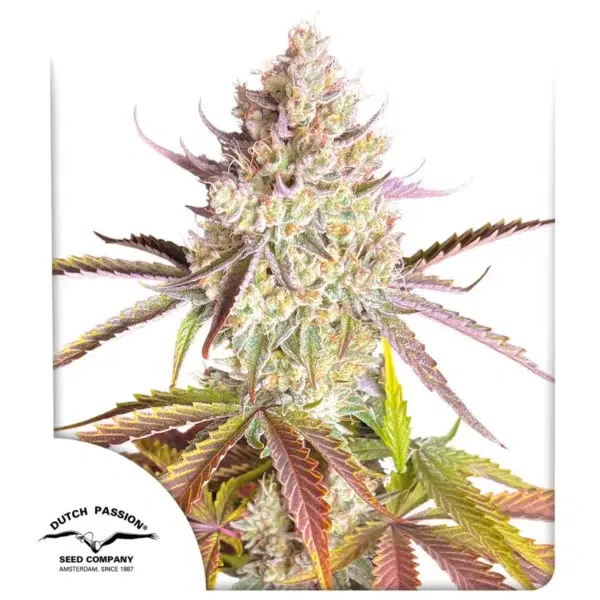Fruit Bomb Punch feminizada de Dutch Passion