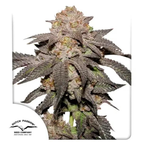 Kingston Punch feminizada de Dutch Passion