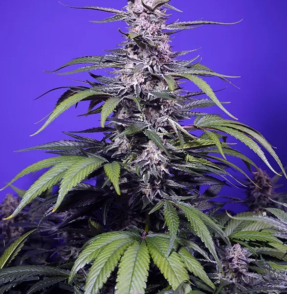 Permanent Marker XL Auto de Sweet Seeds