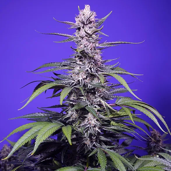 Permanent Marker XL Auto de Sweet Seeds