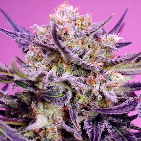 Pink Guava F1 Fast Version feminizada de Sweet Seeds