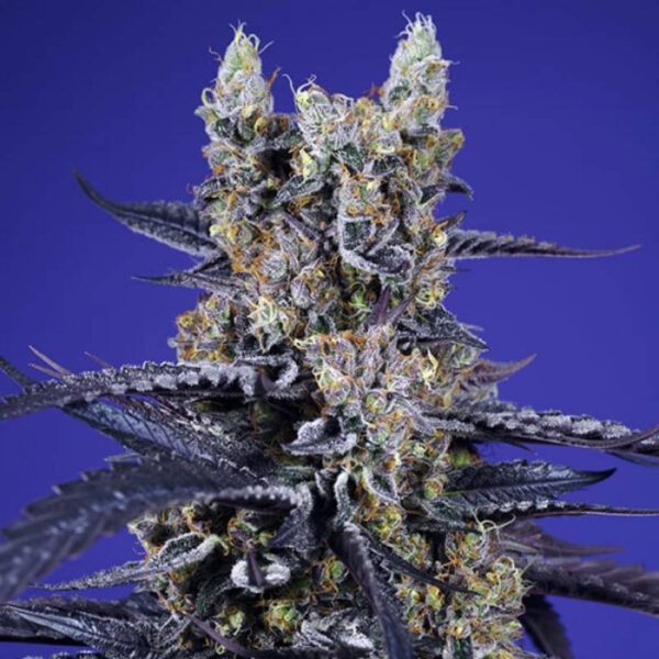 Super Boof XL Auto de Sweet Seeds