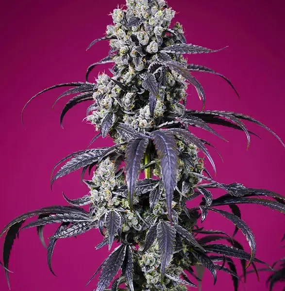 Tropicanna Cherry XL Auto de Sweet Seeds