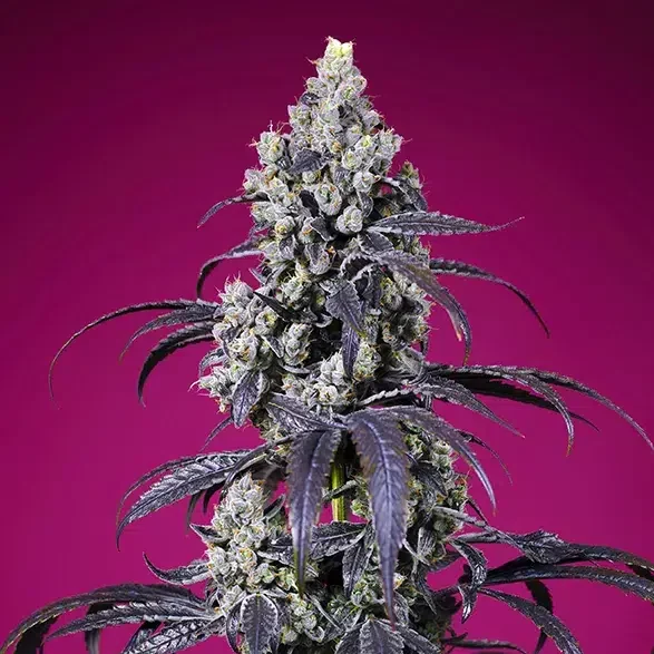 Tropicanna Cherry XL Auto de Sweet Seeds