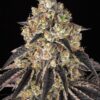 Black Cherry Gushers feminizada de Barney’s Farm