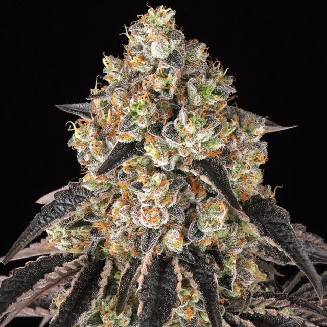 Black Cherry Gushers feminizada de Barney’s Farm