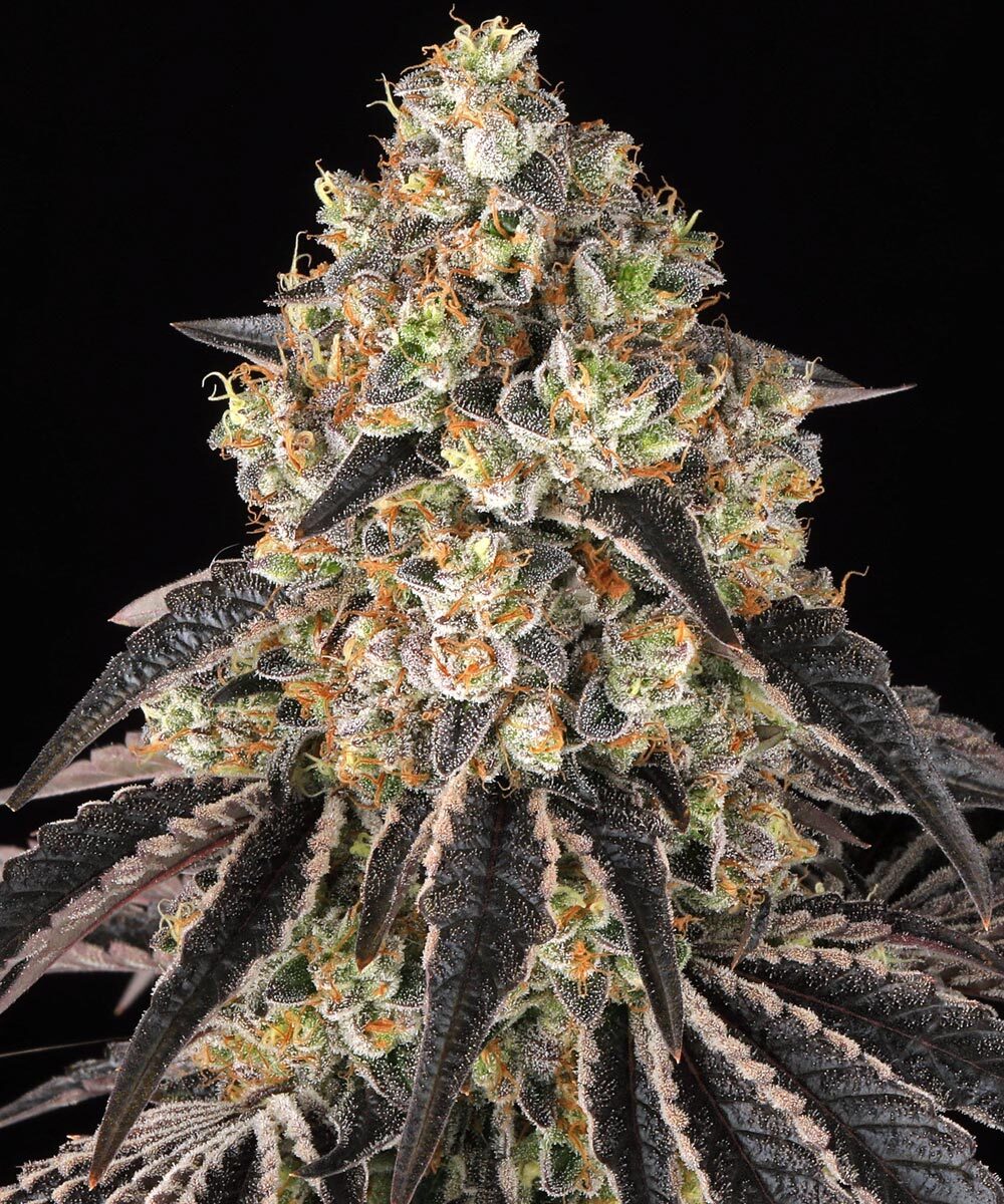 Black Cherry Gushers feminizada de Barney’s Farm