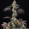Black Cherry Gushers feminizada de Barney’s Farm