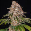 Cookie Casket feminizada de Barney’s Farm