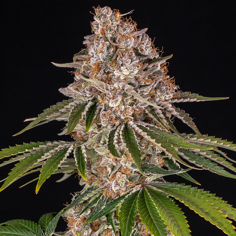 Cookie Casket feminizada de Barney’s Farm - Imagen 2