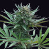 Girl Scout Cookies feminizada de Genehtik