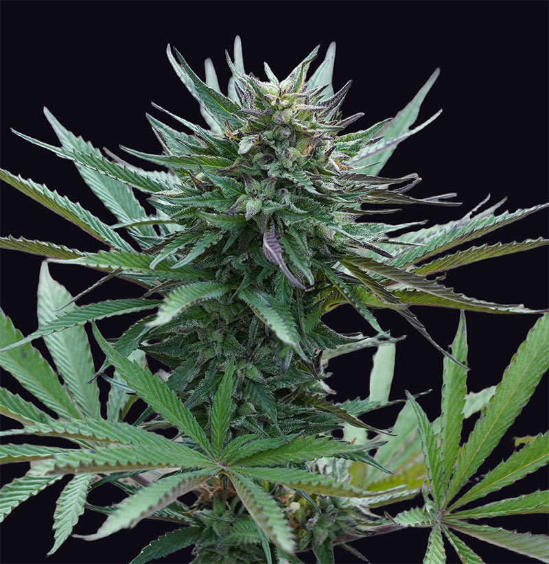 Girl Scout Cookies feminizada de Genehtik