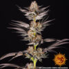 RS11 x Banana OG feminizada de Barney’s Farm