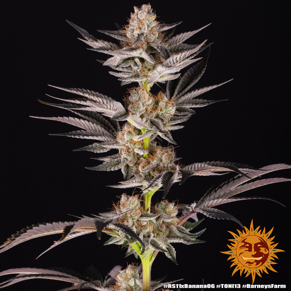 RS11 x Banana OG feminizada de Barney’s Farm
