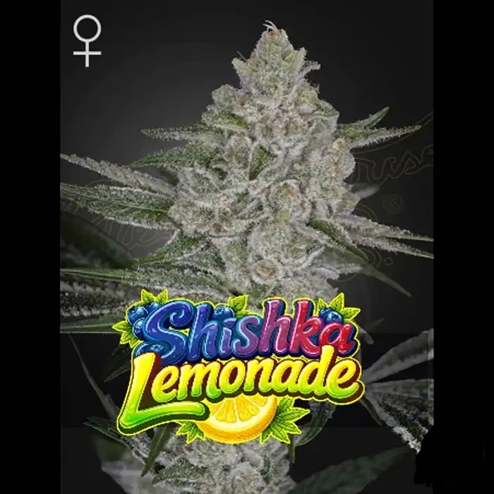 Shishka Lemonade feminizada de Green House Seeds - Imagen 2