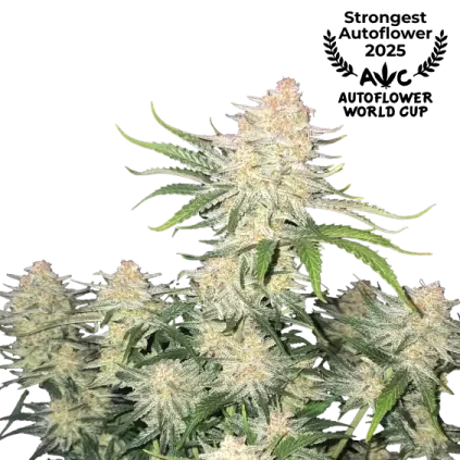 Frostbanger Auto de FastBuds