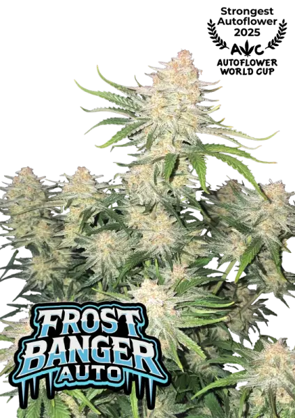 Frostbanger Auto de FastBuds