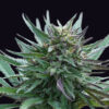 Girl Scout Cookies feminizada de Genehtik