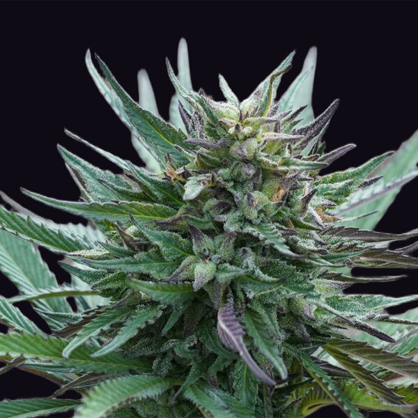 Girl Scout Cookies feminizada de Genehtik