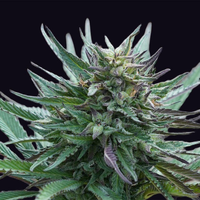 Girl Scout Cookies feminizada de Genehtik
