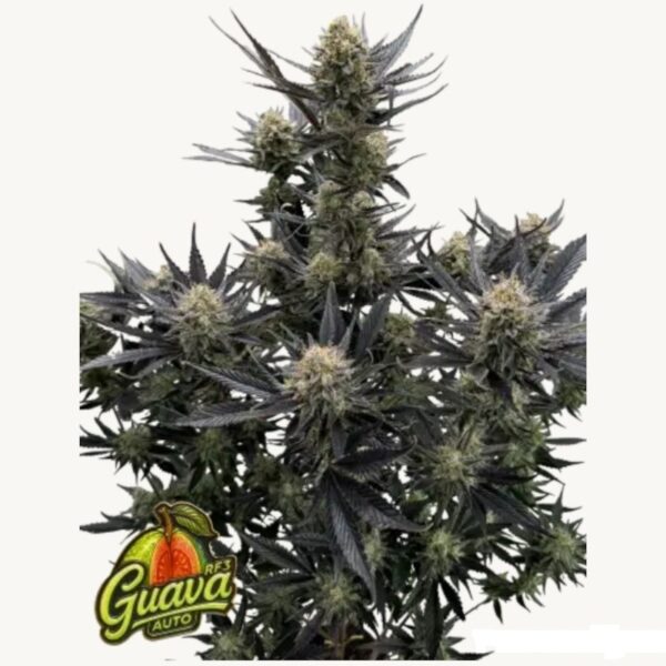 Guava Auto RF3 de FastBuds