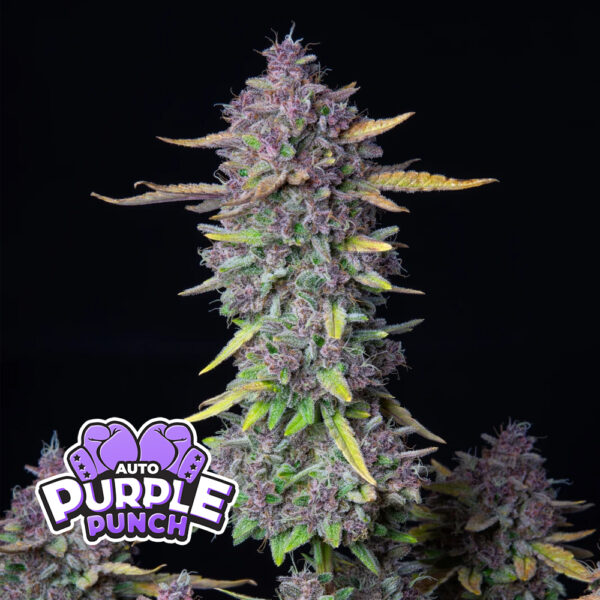 Purple Punch Auto de FastBuds