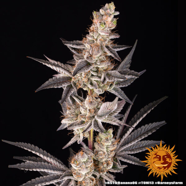 RS11 x Banana OG feminizada de Barney’s Farm