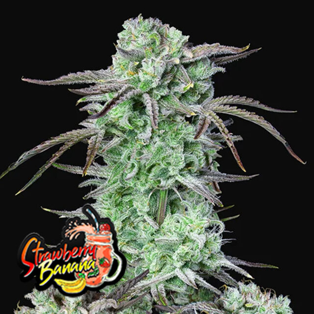 Strawberry Banana Auto de FastBuds