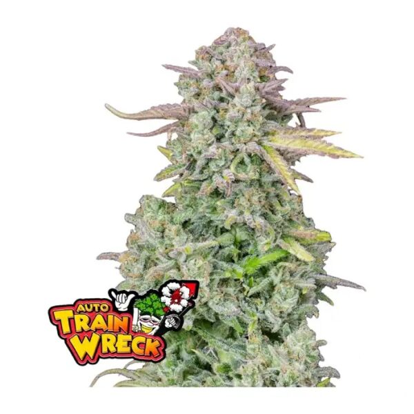 Trainwreck Auto de FastBuds