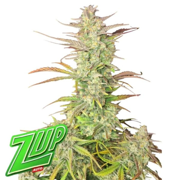 Z-Up Auto de FastBuds