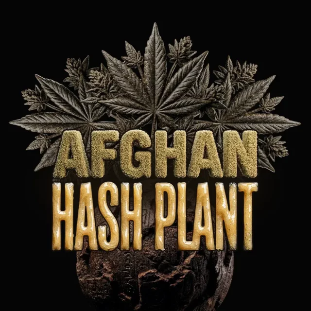 Afghan Hash Plant Auto de Barney’s Farm