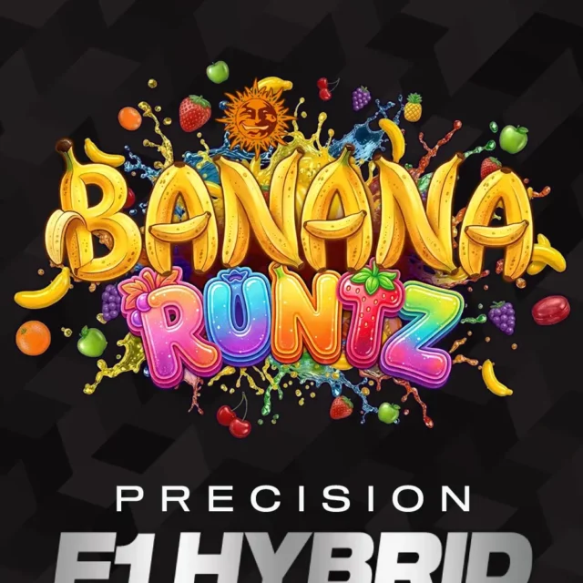 Banana Runtz feminizada de Barney’s Farm