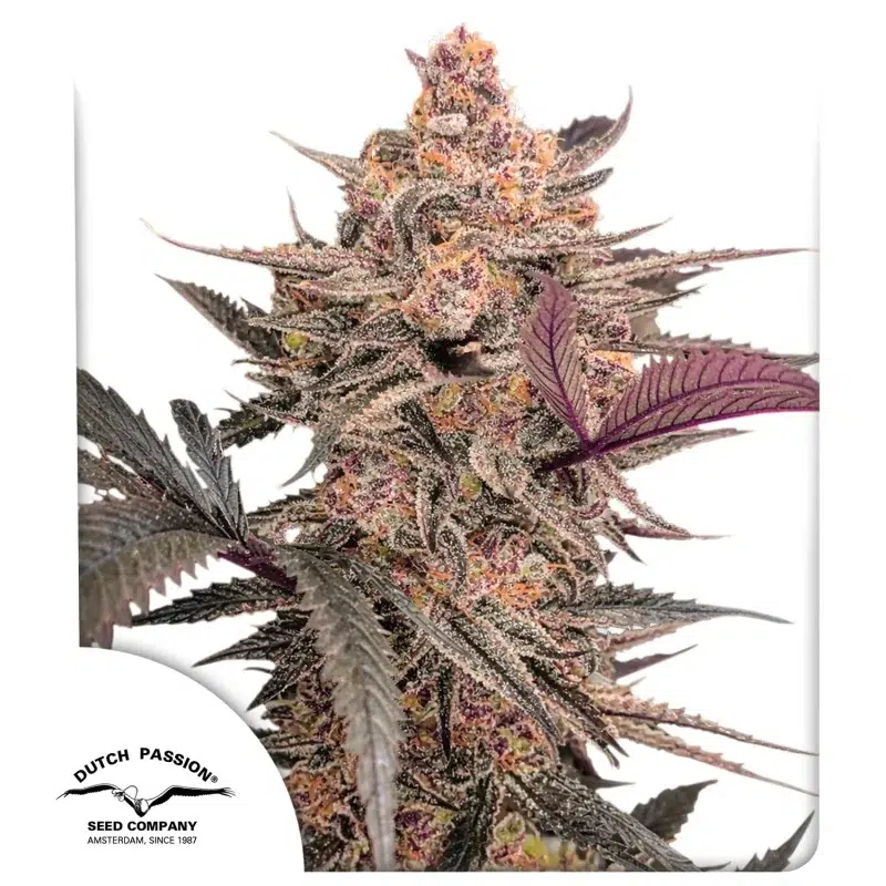 Semillas de Marihuana a Granel Feminizadas Guía Rápida