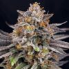 CandyGaz feminizada de Ripper Seeds