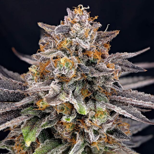 CandyGaz feminizada de Ripper Seeds