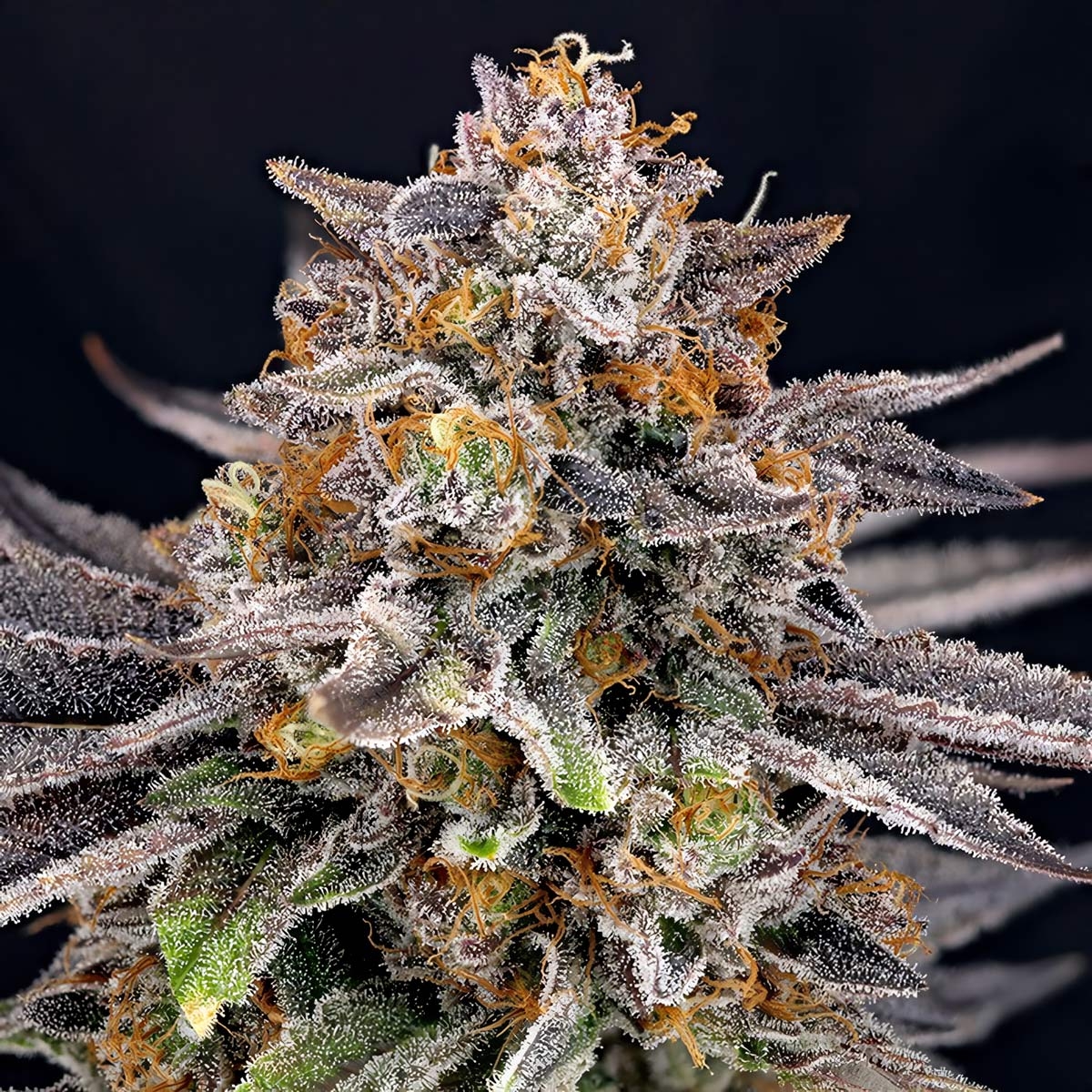 CandyGaz feminizada de Ripper Seeds