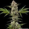 Banana Runtz feminizada de Barney’s Farm