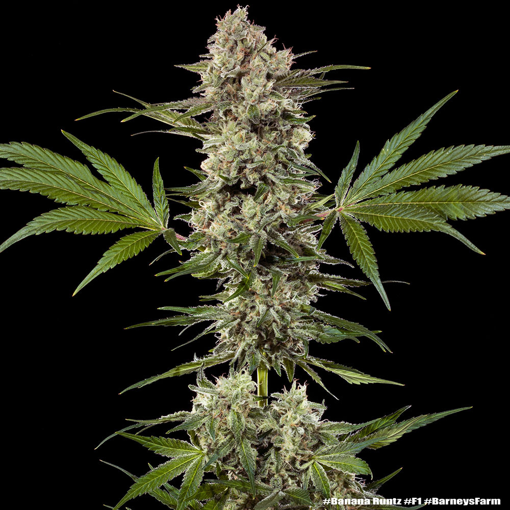 Banana Runtz feminizada de Barney’s Farm - Imagen 2