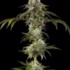 Durban Poison feminizada de Barney’s Farm