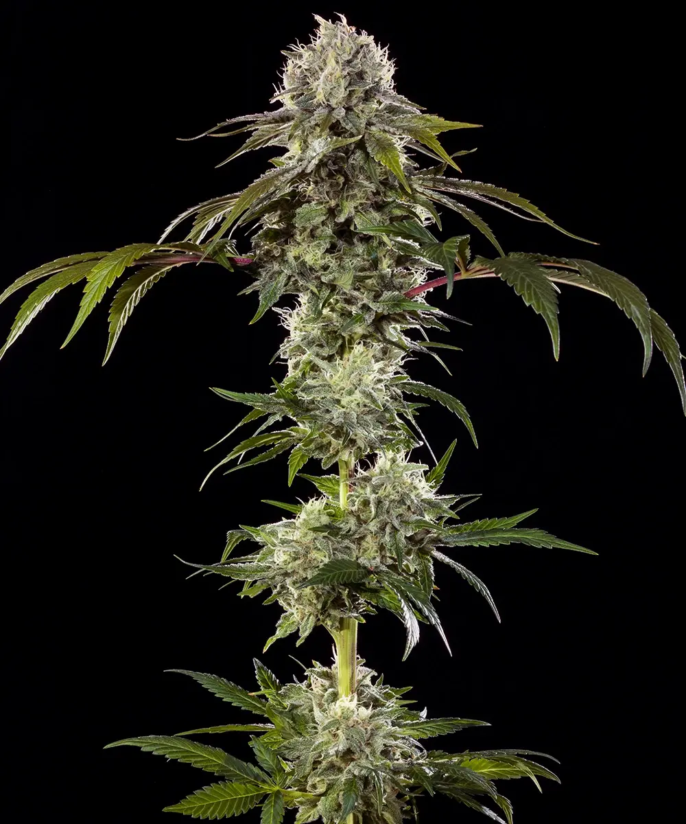 Durban Poison feminizada de Barney’s Farm - Imagen 2