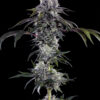 Durban Z feminizada de Barney’s Farm