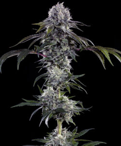 Semillas de Marihuana Autofloreciente a Granel | Preguntas Frecuentes