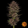 Frosted Zinn x Cookie Dog Auto de Barney’s Farm