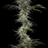 RS11 feminizada de Barney’s Farm