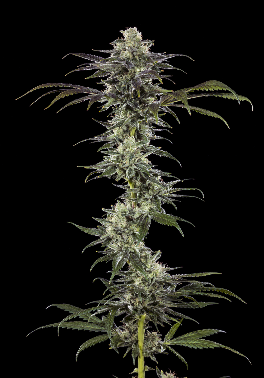 RS11 feminizada de Barney’s Farm