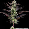 Thin Mint Frosting feminizada de Barney’s Farm