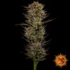 Thin Mint x Sour Pinot Auto de Barney’s Farm