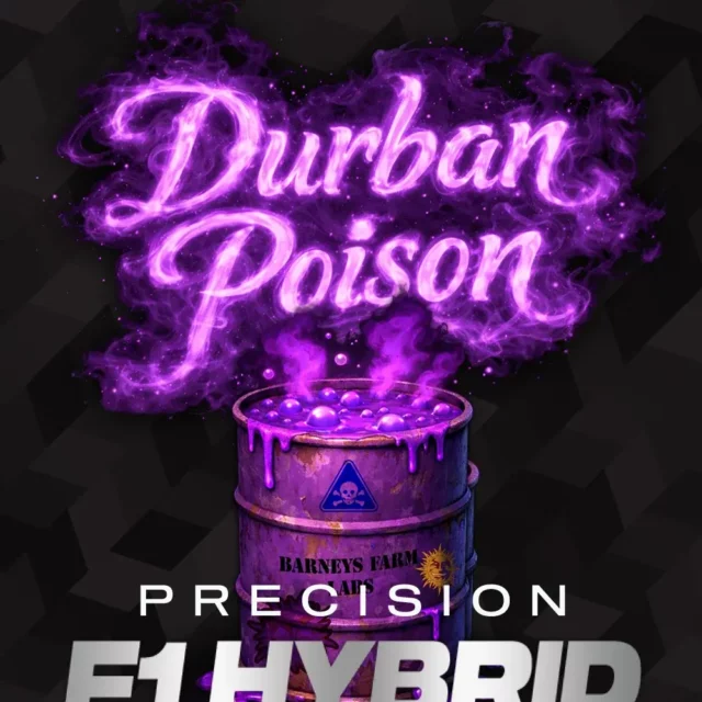 Durban Poison feminizada de Barney’s Farm